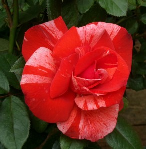 HANKY PANKY (floribunda)